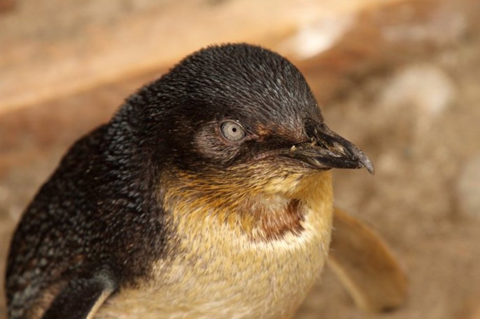 Little blue penguins ‘ignore police advice, raid sushi shop a second time’