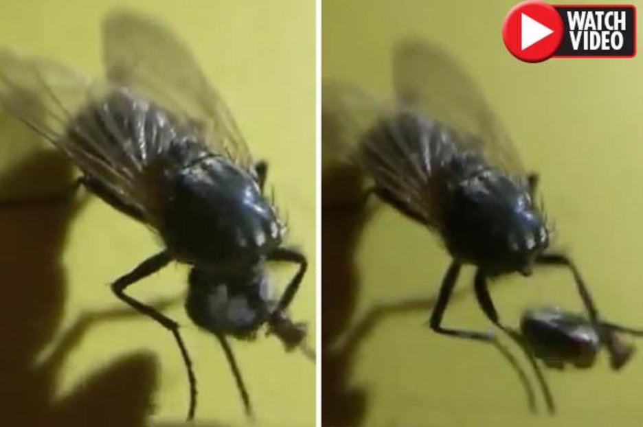 Zombie fly holds own decapitated head after being swatted