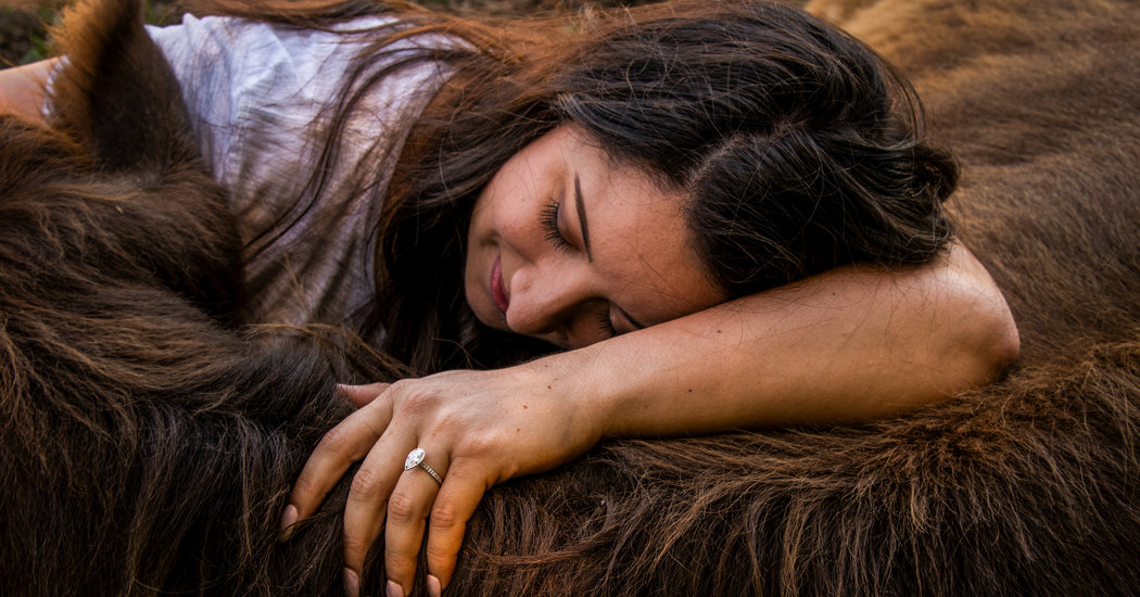Move Over Therapy Dogs. Hello, Therapy Cows.