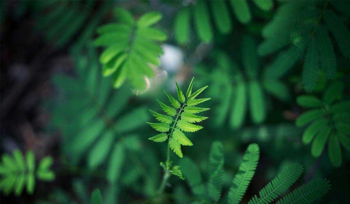 Entourage Effect: The Power Behind the Benefits of CBD Products