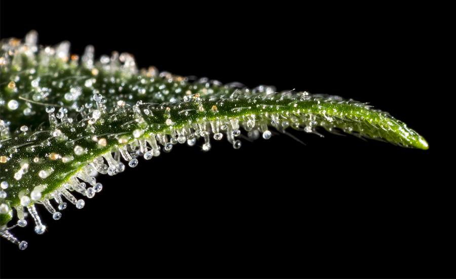  Entourage Effect: The Power Behind the Benefits of CBD Products