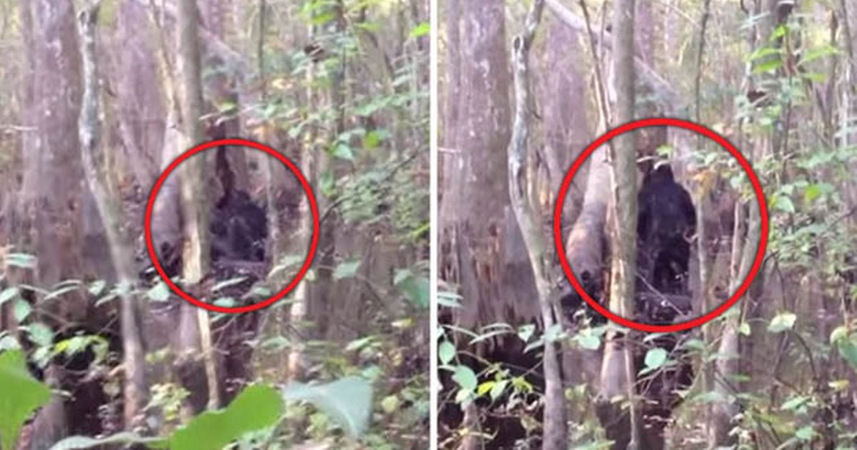 Bizarre footage of black figure in forest dubbed ‘best ever Bigfoot sighting’