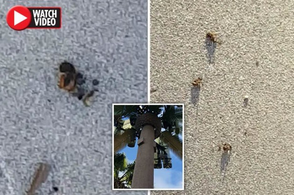 Hundreds of bees drop dead around ‘5G towers’ in California