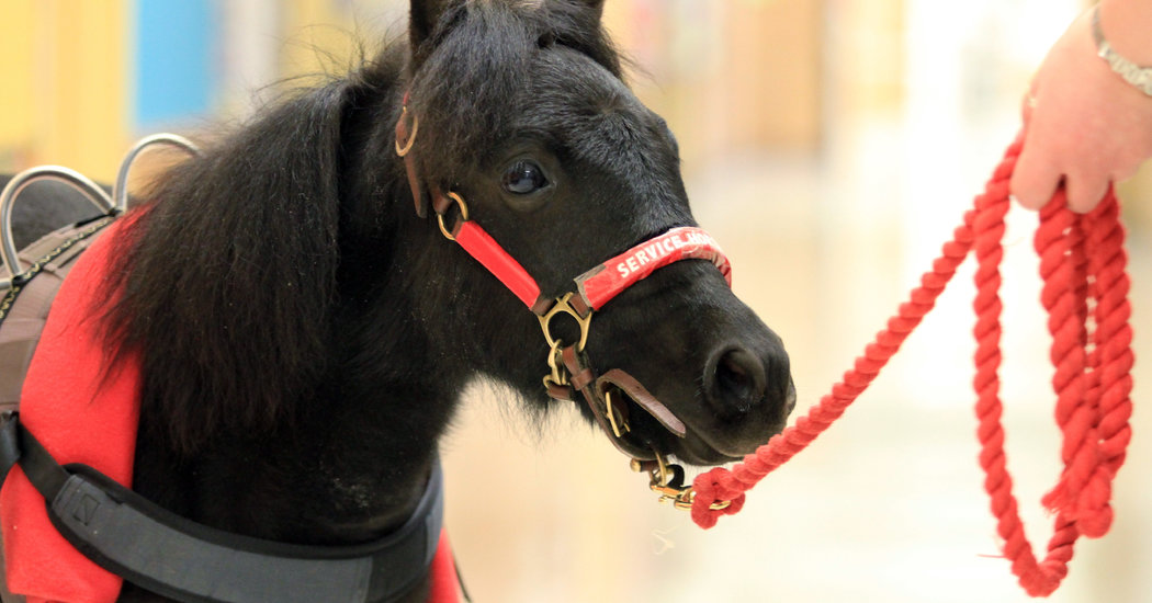 The Completely Reasonable Reason People Are Flying With Mini Horses