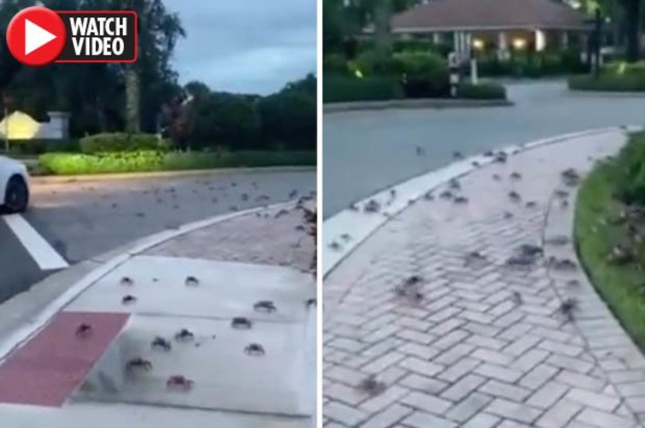 Crab invasion on Florida street in nightmare clip