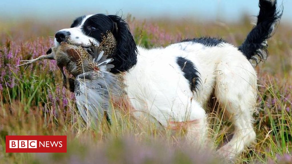 Grouse shooting: Labour calls for review amid habitat concerns