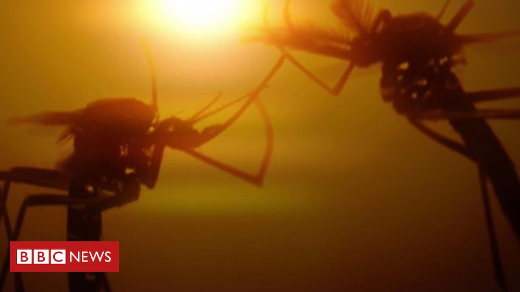 Could serenading mosquitoes help stop the spread of malaria?