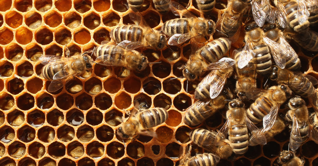 Bees Swarm Berlin, Where Beekeeping Is Booming