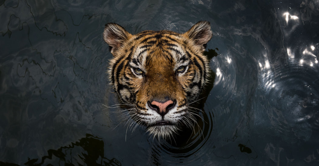 Thailand Shuttered a Notorious Tiger Zoo, but the Problem Has Only Gotten Worse