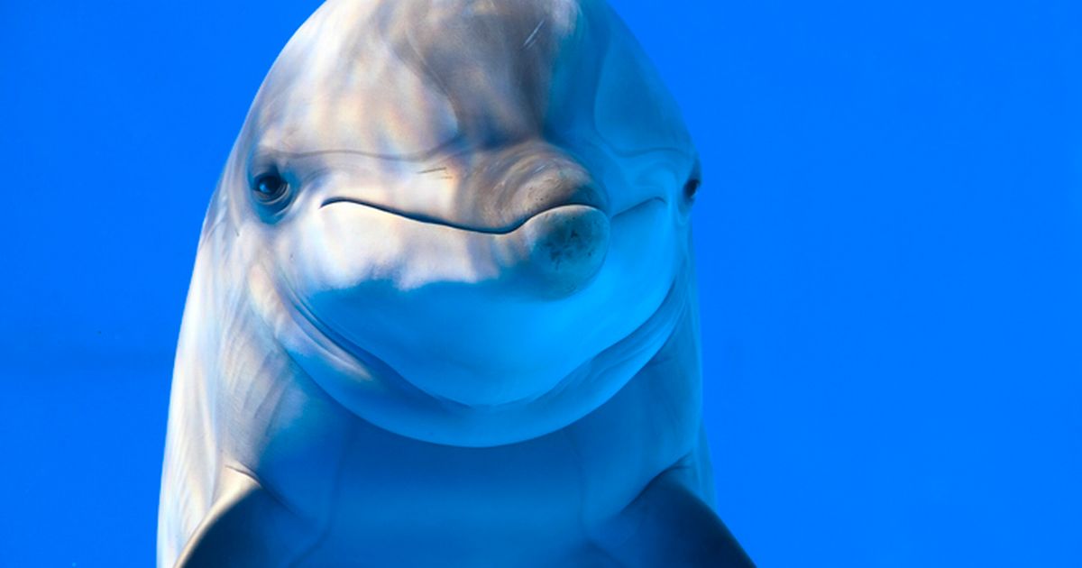 Teenage dolphins ‘get high on puffer fish poison for fun’ according to BBC doc