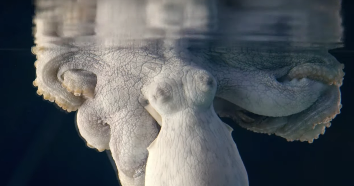 Creepy colour-changing octopus captured turning white ‘while dreaming’