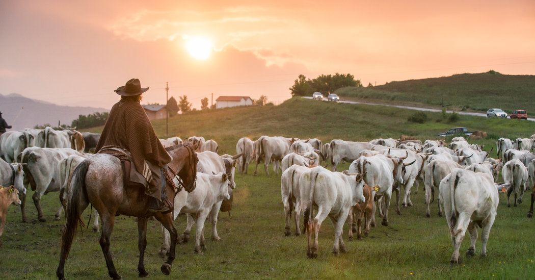 ‘Oh-Oh, Ay-Ay!’ Riding to an Italian Rhythm on the Transumanza