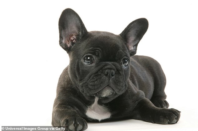 Flat-faced pups such as Pugs, Frenchies and Bulldogs are plummeting in popularity