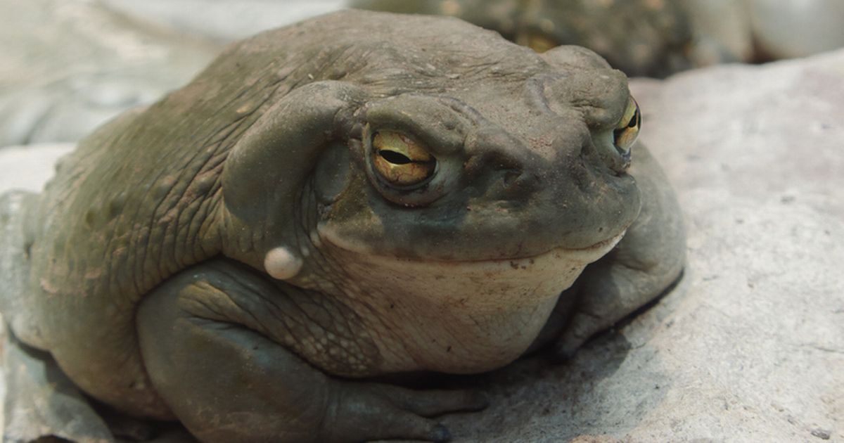 Getting high on toad dust ‘produces lasting life satisfaction’ say scientists