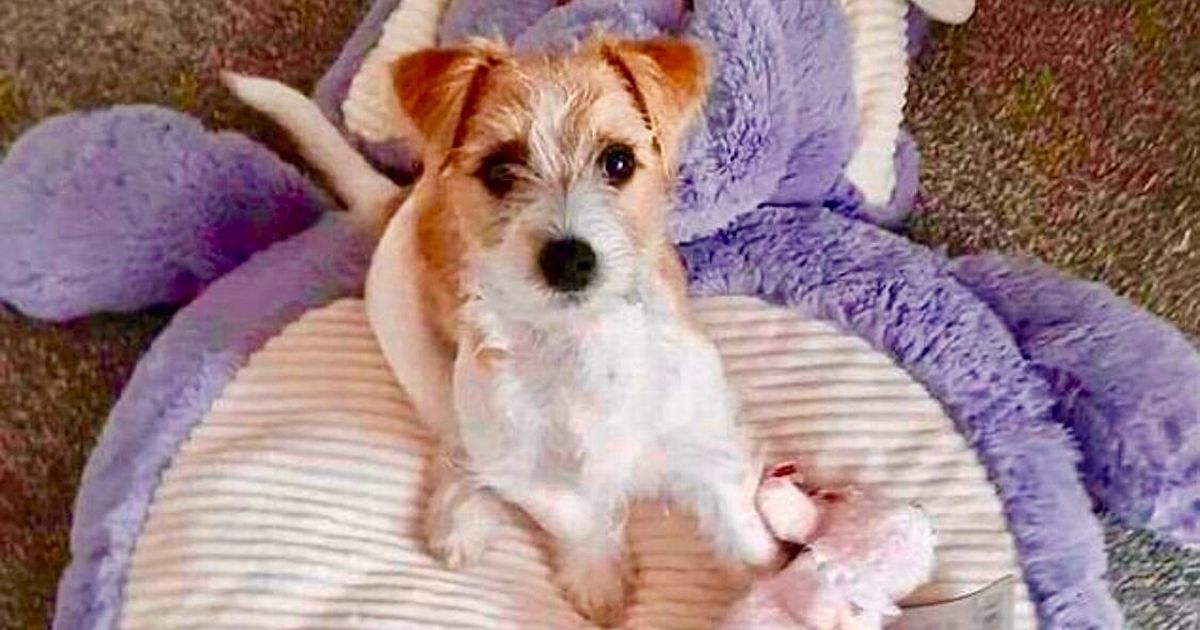 Meet the Jack Russell rescue puppy adopted by Boris Johnson as his No10 dog