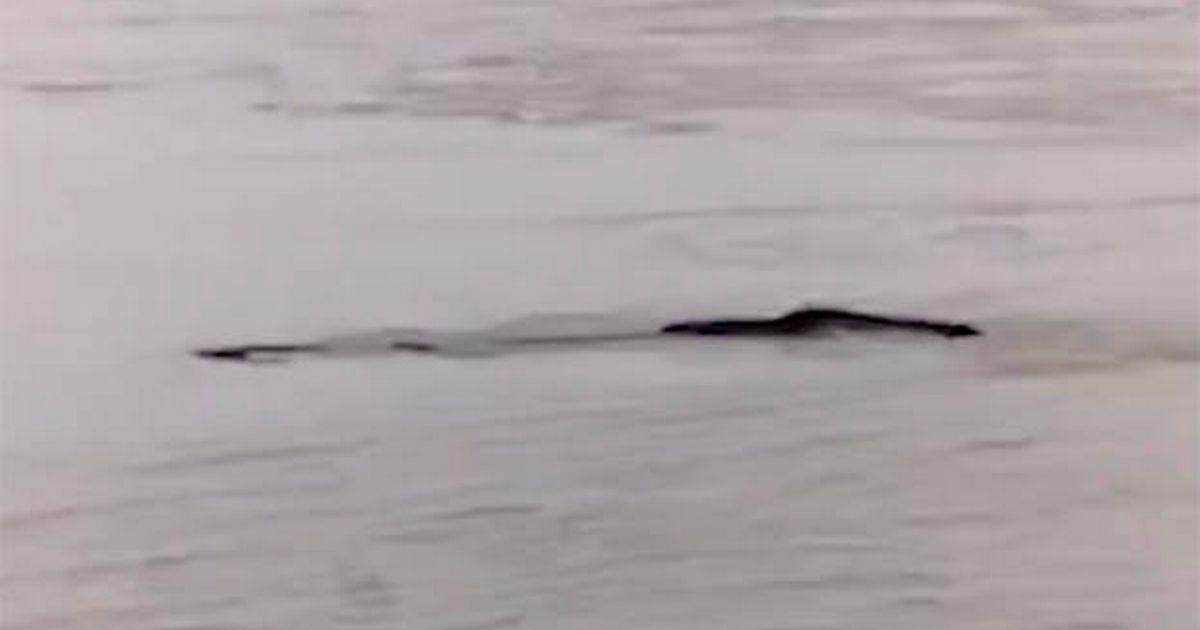 China’s Loch Ness-style ‘monster’ seen in new footage as officials remain silent
