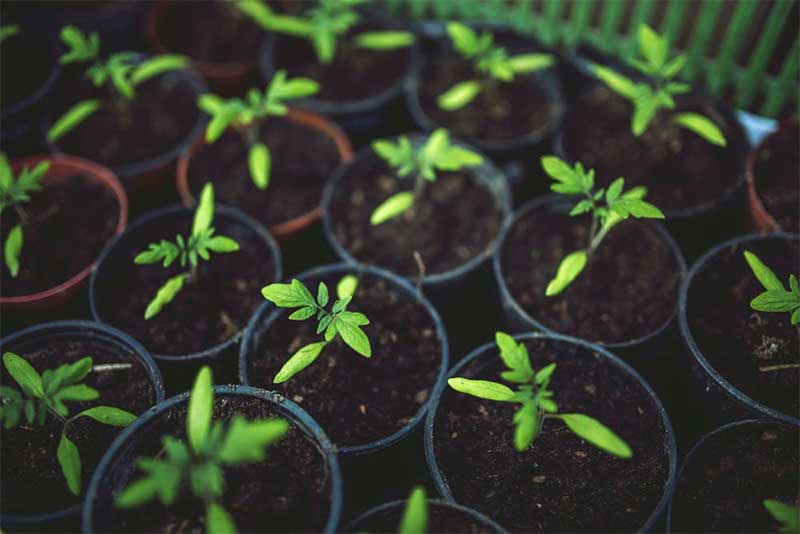 Grow Your Own Medicine: How to Cultivate Cannabis Indoors