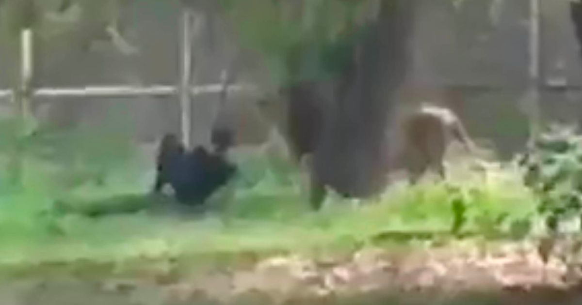 Lion lunges at man who taunts it after jumping into zoo enclosure