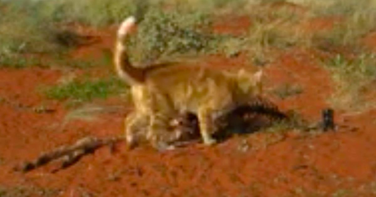 Stray cat caught on camera eating entire kangaroo in gruesome footage