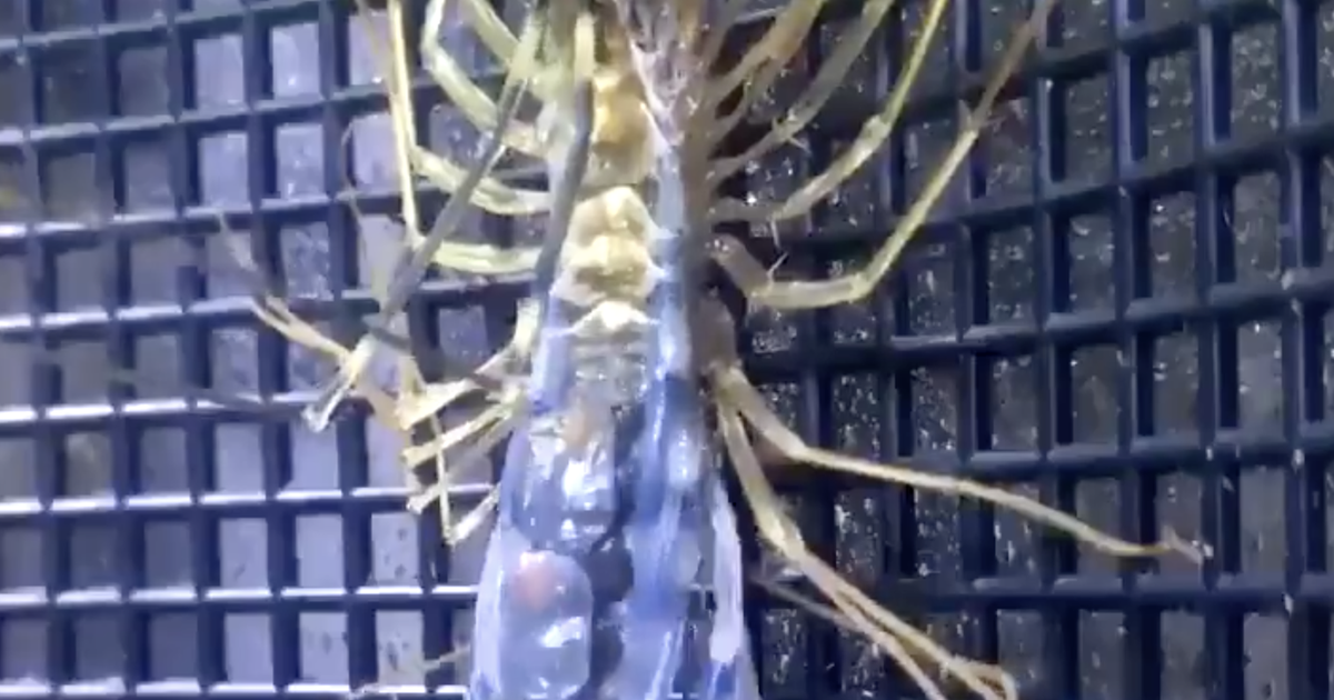 Alien-like centipede filmed ‘crawling out of its skin’ in nightmare footage