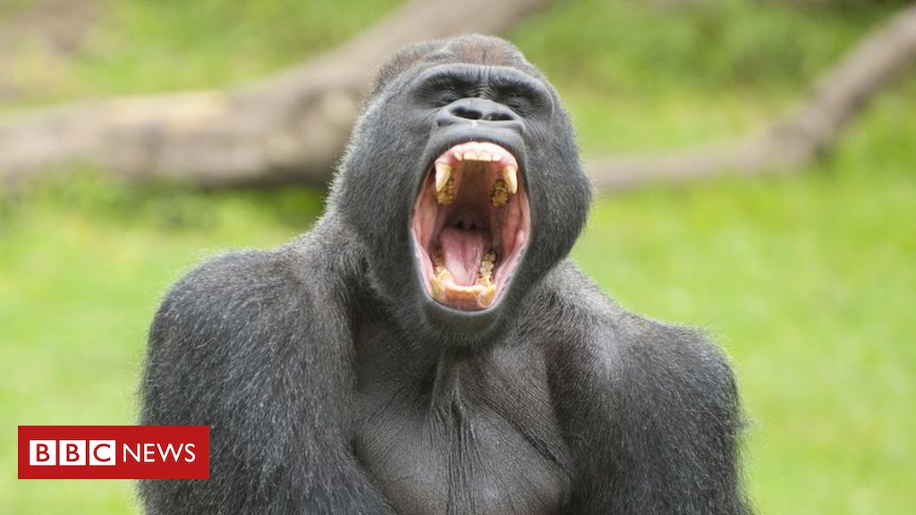 Deadly parasite ‘jumped’ from gorilla to humans