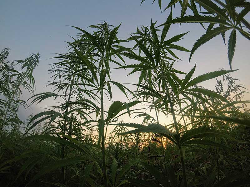 CBD found in hemp has health benefits