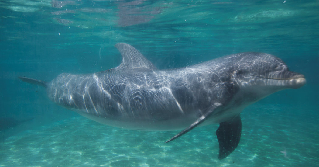 TripAdvisor Ends Ticket Sales to Attractions That Breed or Buy Dolphins and Whales