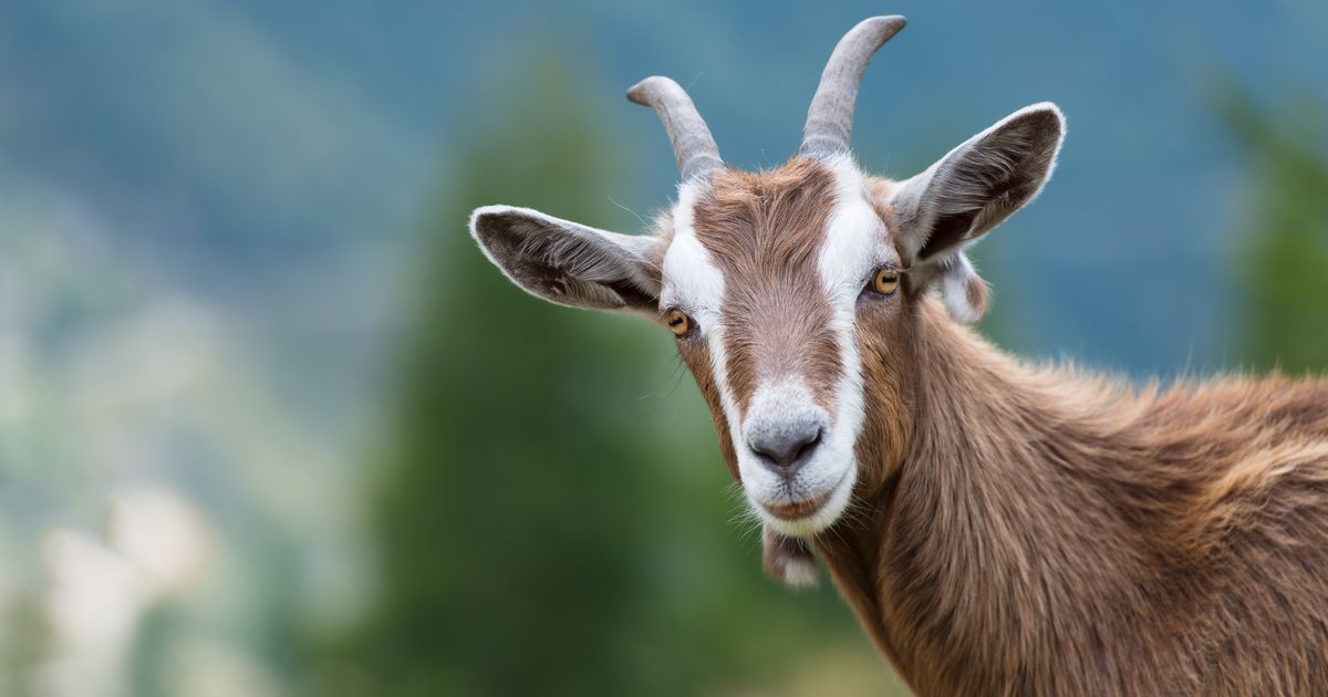 Bloke has sex with goat and strangles animal after claiming she ‘seduced him’
