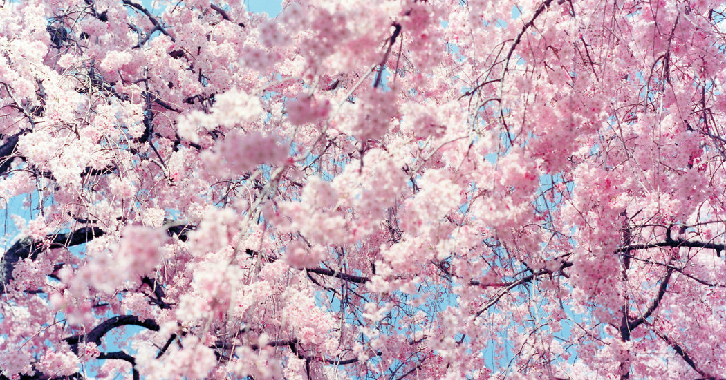Japan in Bloom – The New York Times