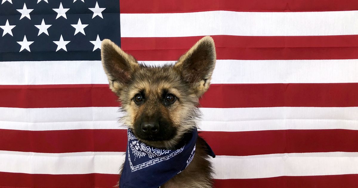 Adorable German Shepherd dog’s unique genes mean he will always be a puppy
