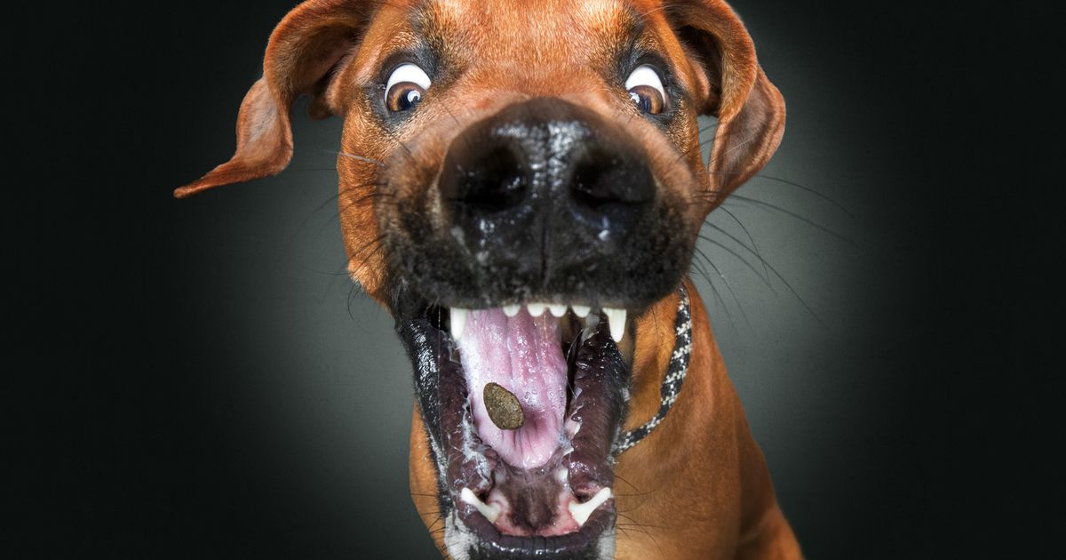 Hilarious calendar captures dogs lunging to catch treats in mid-air