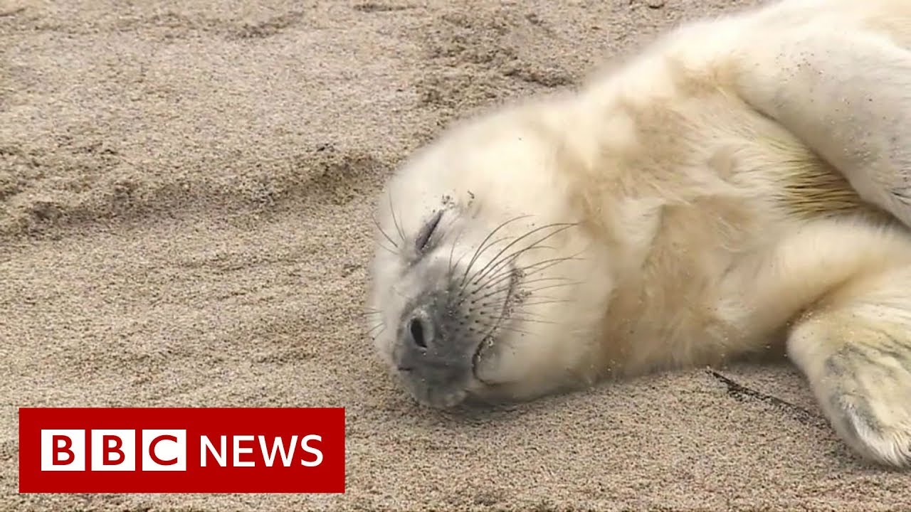Spotting seals from the sky – BBC News