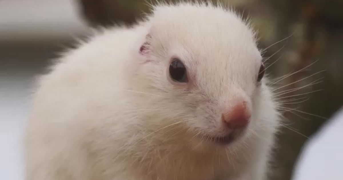 Chipmunks sitting on a ‘sock mountain’ as hundreds are donated to keep them warm