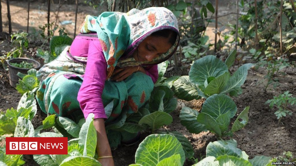 Can kitchen gardens combat climate change?