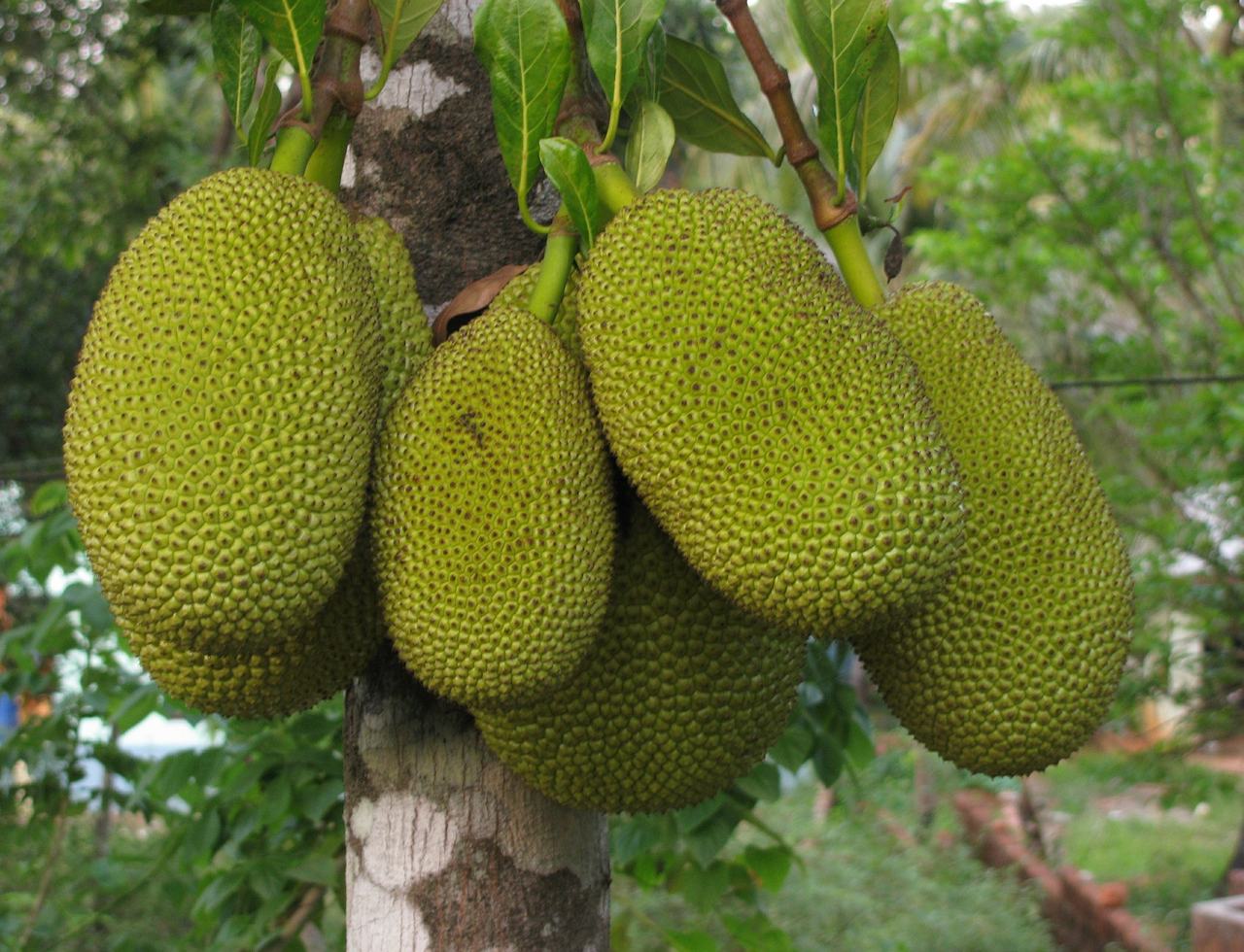 Vegans can rejoice as Jackfruit is voted the Taste of 2020
