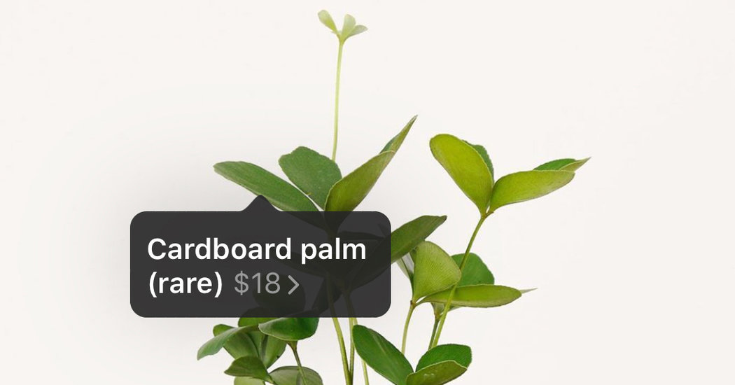 On Instagram, Houseplant Sellers Turn Likes Into Green Thumbs
