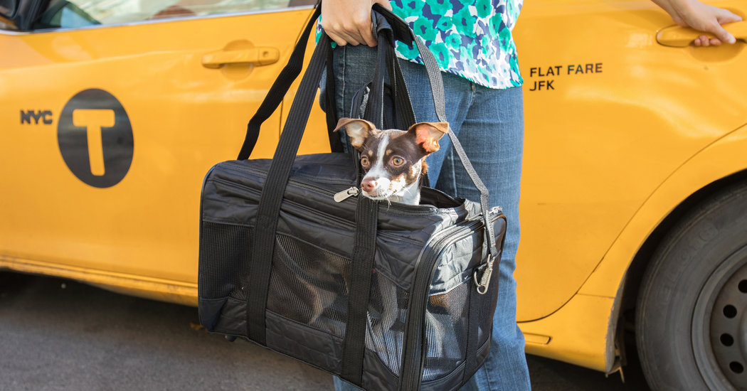 6 Must-Haves When Flying With a Cat or Dog