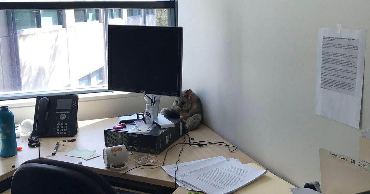 Worker feared office had been broken into before discovering adorable culprit