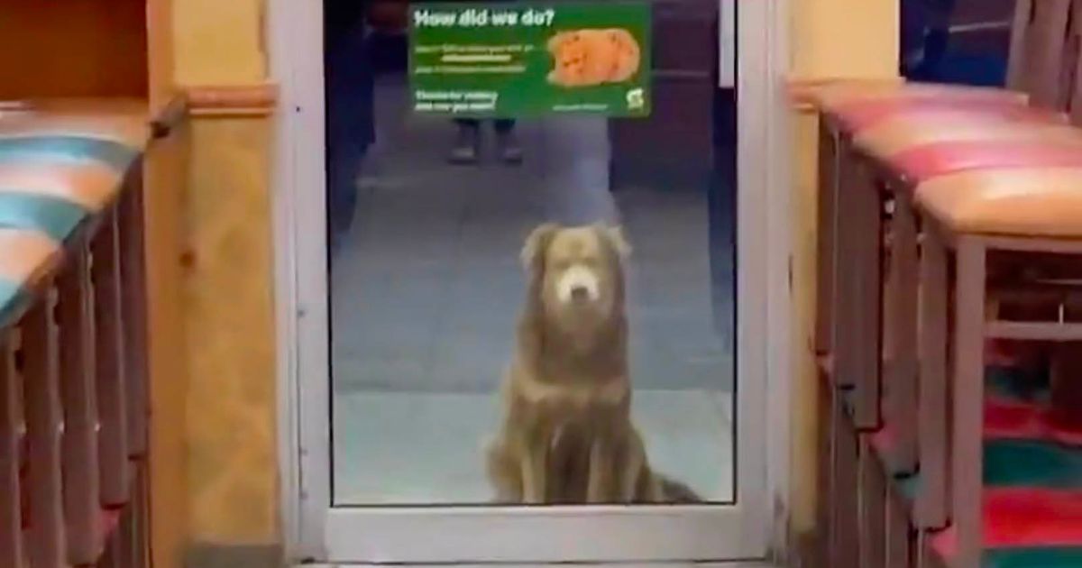 Adorable stray dog visits Subway store ‘every night for a year’ to be fed