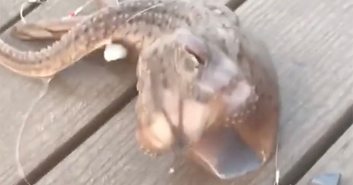 Fisherman catches mystery sea monster with ‘three legs’ in creepy footage