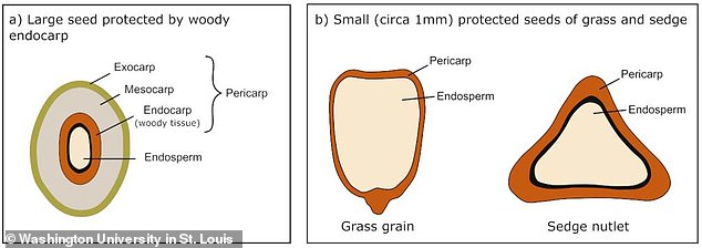 Ancient humans had strong teeth for eating tough plants and seeds without damaging their enamel