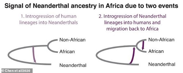 Neanderthal DNA found in African people for first time ever