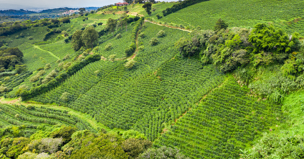 Savoring Costa Rica, Sip By Sip