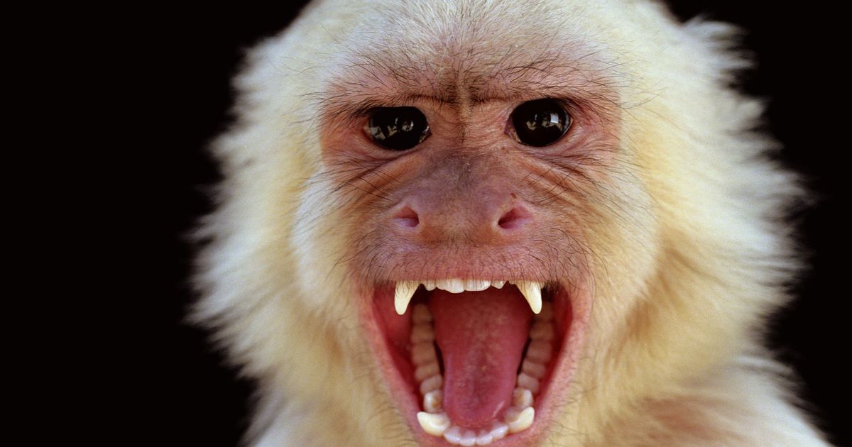 SWAT team deployed to take out rampaging monkeys after 50 tourists attacked