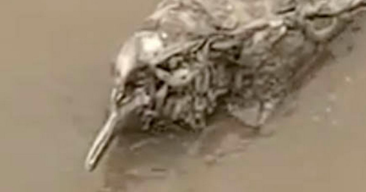 ‘Dead penguin’ washes up on Liverpool beach in bizarre footage