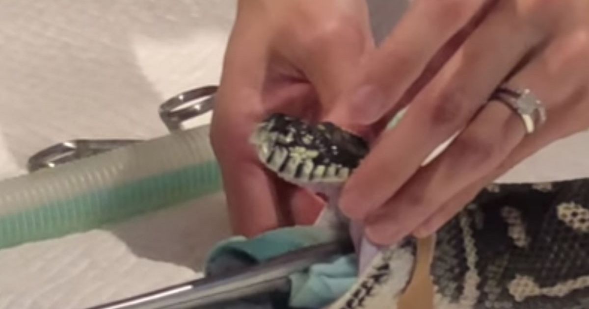 Vets pull entire beach towel from python’s stomach in astonishing video