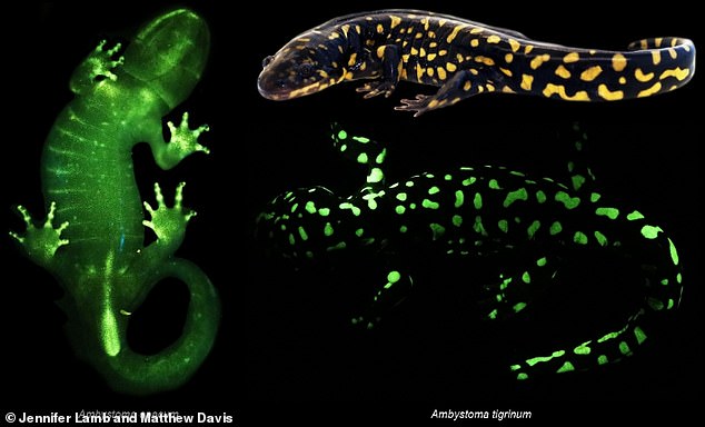 Glowing amphibians such as frogs are more common than previously thought