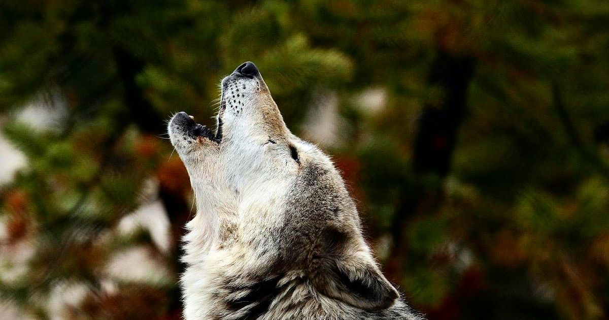 ‘Looked like a werewolf running around’: The terrifying ‘Dogman’ of Lincolnshire