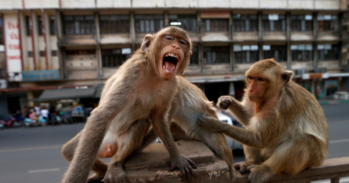Rampaging monkeys launching attacks are sign of biblical plague, claims rabbi