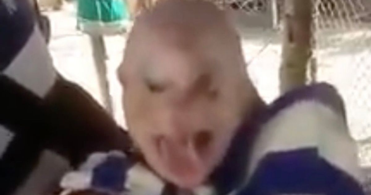 Mutant piglet born with ‘human face and hair’ filmed wriggling in farmer’s arms